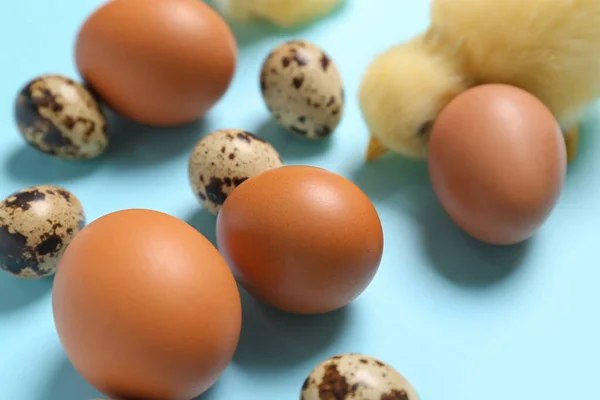 Easter Eggs Baby Chicken Blue Background Closeup — Fotografia de Stock