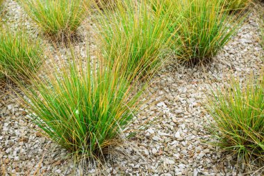 Green grass on stones outdoors