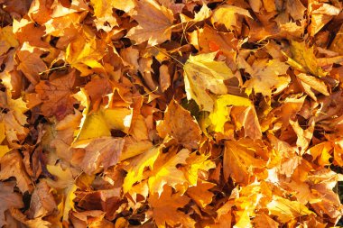 Fallen maple leaves on ground in park
