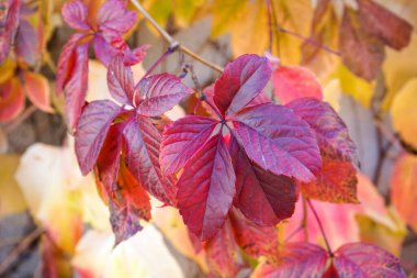 Beautiful autumn leaves of wild grapes outdoors, closeup