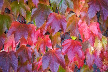 Colorful autumn leaves outdoors, closeup