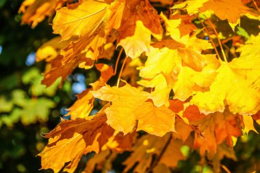 Yellow maple leaves outdoors, closeup