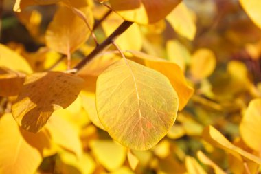 Bush with yellow autumn leaves outdoors, closeup