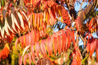 Tree branch with red autumn leaves in park