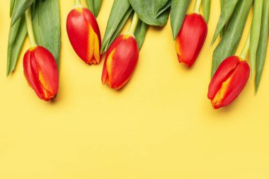 Fresh tulip flowers on yellow background. Hello spring