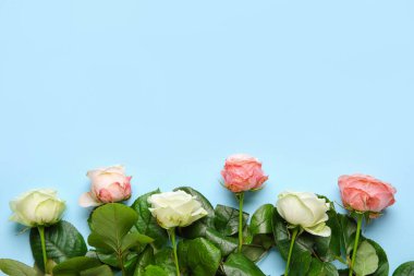 Beautiful rose flowers on color background. Hello spring