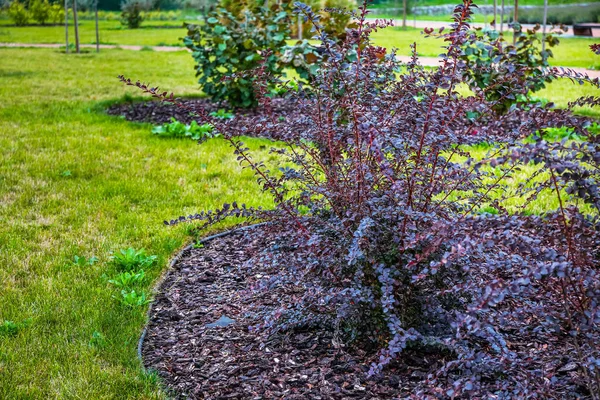 View of beautiful purple plant in park