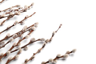 Beyaz arka plan üzerinde izole kedi söğüt dalları