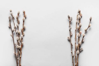 Pussy willow branches on grey background