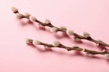 Pussy willow twigs on pink background