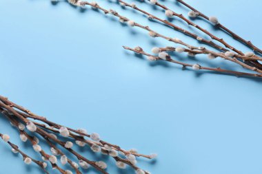 Pussy willow branches on blue background