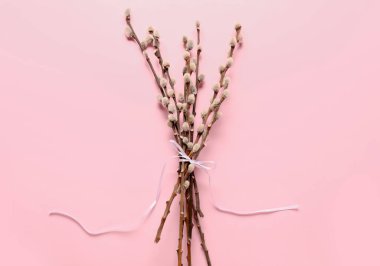 Pussy willow branches tied with ribbon on pink background