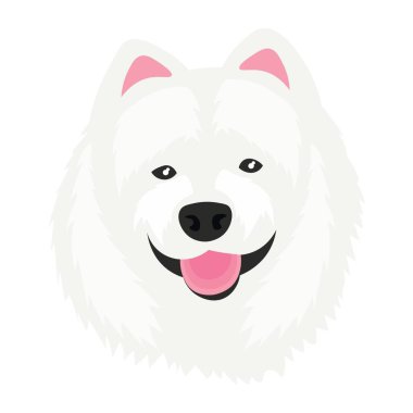 Head of funny samoyed dog on white background