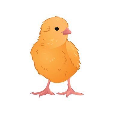 Cute chick isolated on white