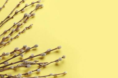 Pussy willow twigs on yellow background