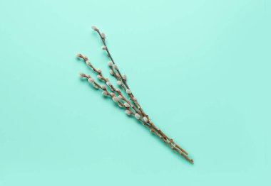 Pussy willow branches on turquoise background