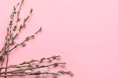 Pussy willow twigs on pink background