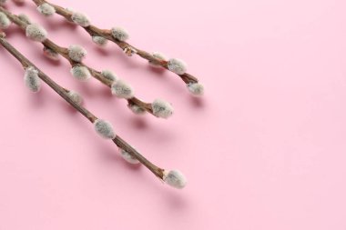 Pussy willow twigs on pink background