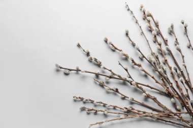 Pussy willow branches on grey background
