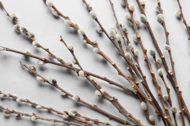 Pussy willow branches on grey background