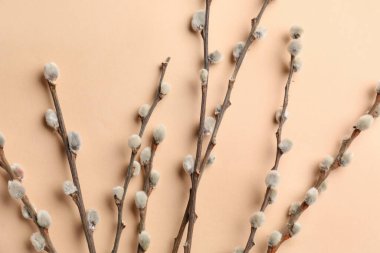 Pussy willow branches on beige background