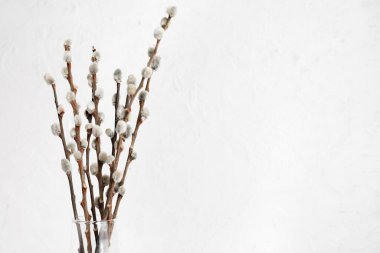 Glass vase with pussy willow branches on white background