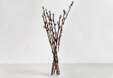 Glass vase with pussy willow branches on white background