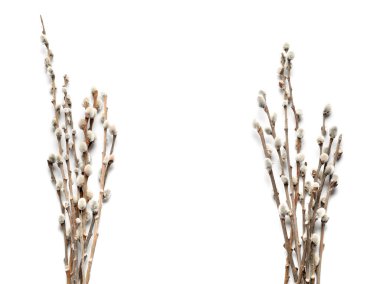 Beyaz arka plan üzerinde izole kedi söğüt dalları