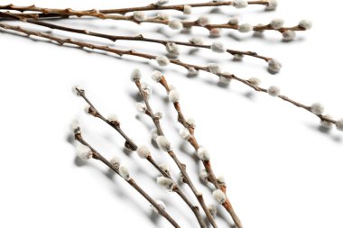 Beyaz arka plan üzerinde izole kedi söğüt dalları