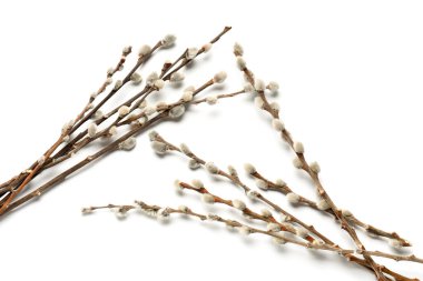 Beyaz arka plan üzerinde izole kedi söğüt dalları