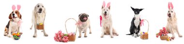 Collage of cute dogs with Easter eggs in baskets and tulips on white background