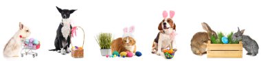 Collage of cute animals with Easter eggs on white background