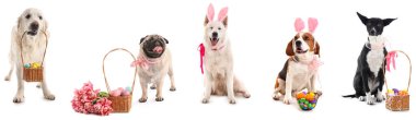 Set of adorable dogs with Easter eggs, flowers and bunny ears on white background