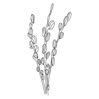 Pussy willow branches on white background