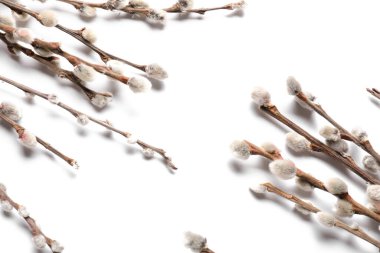 Beyaz arka plan üzerinde izole kedi söğüt dalları