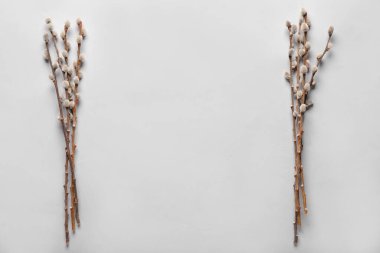 Pussy willow branches on grey background