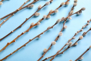 Pussy willow branches on blue background