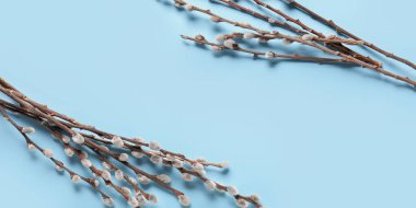 Açık mavi renkli Kukum dallarda