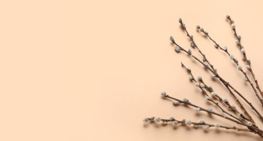 Pussy willow branches on beige background with space for text 