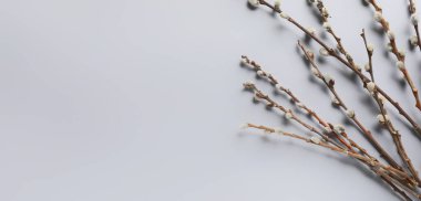 Pussy willow branches on grey background with space for text 