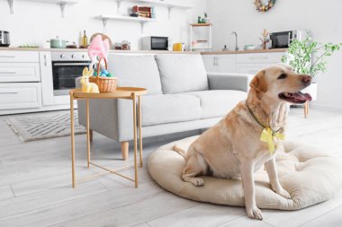 Cute Labrador dog with bow sitting on pet bed in kitchen. Easter celebration