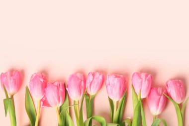 Blooming tulip flowers on pink background