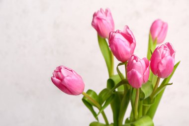 Beautiful tulip flowers on white grunge background
