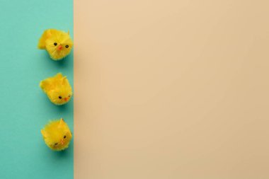 Blank greeting card and baby chickens on turquoise background