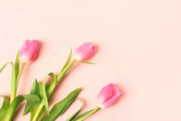 Blooming Tulip Flowers Pink Background — Stok fotoğraf