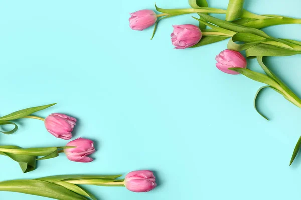Blooming Tulip Flowers Blue Background — Stok fotoğraf