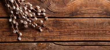 Pussy willow branches on wooden background with space for text