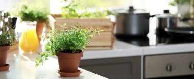 Pot ile mutfakta masada taze kekik