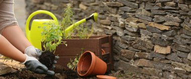 Female gardener repotting fresh mint outdoors