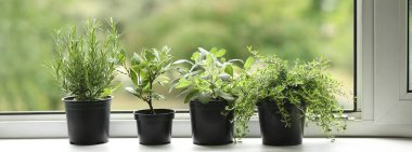 Pots with fresh aromatic herbs on windowsill at home